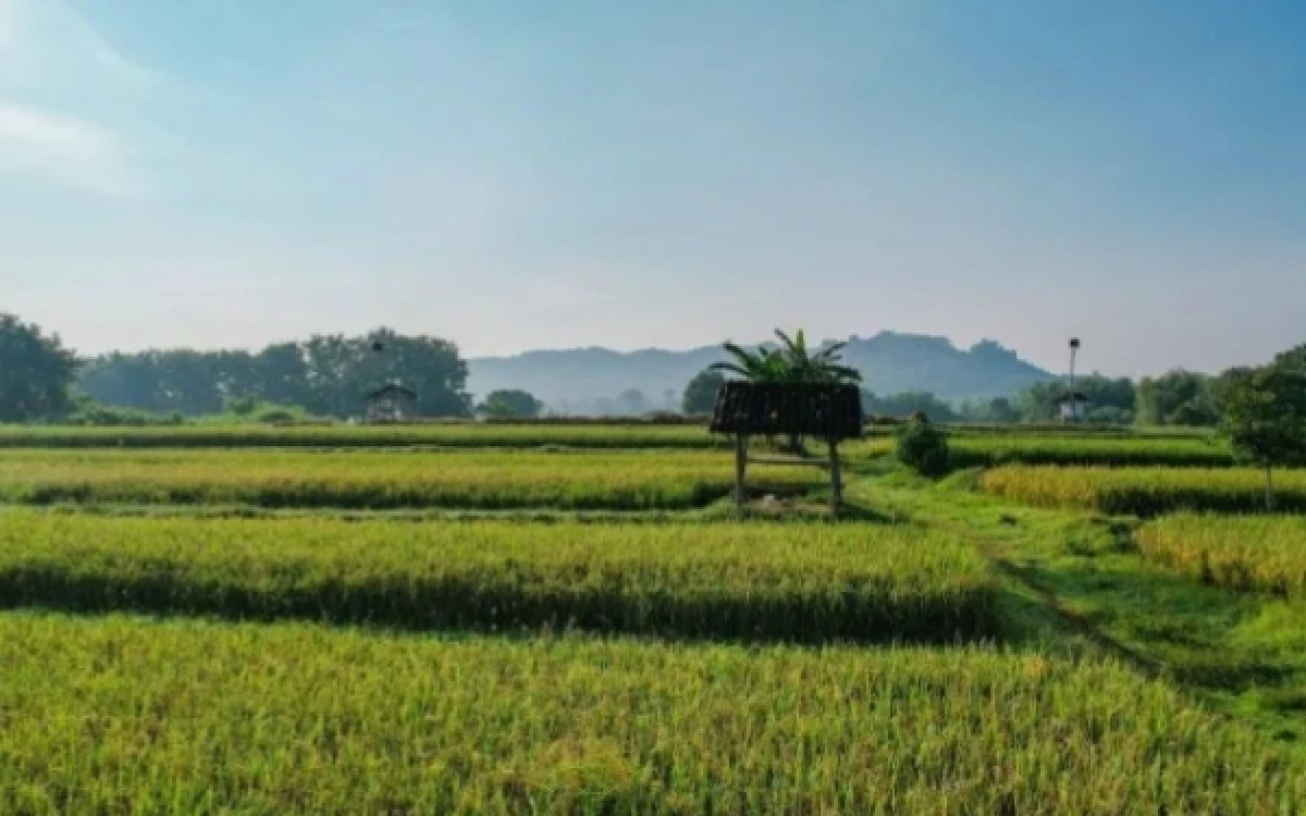 Thumbnail ATR/BPN Dukung Swasembada Pangan Lewat Penguatan Tiga Kebijakan