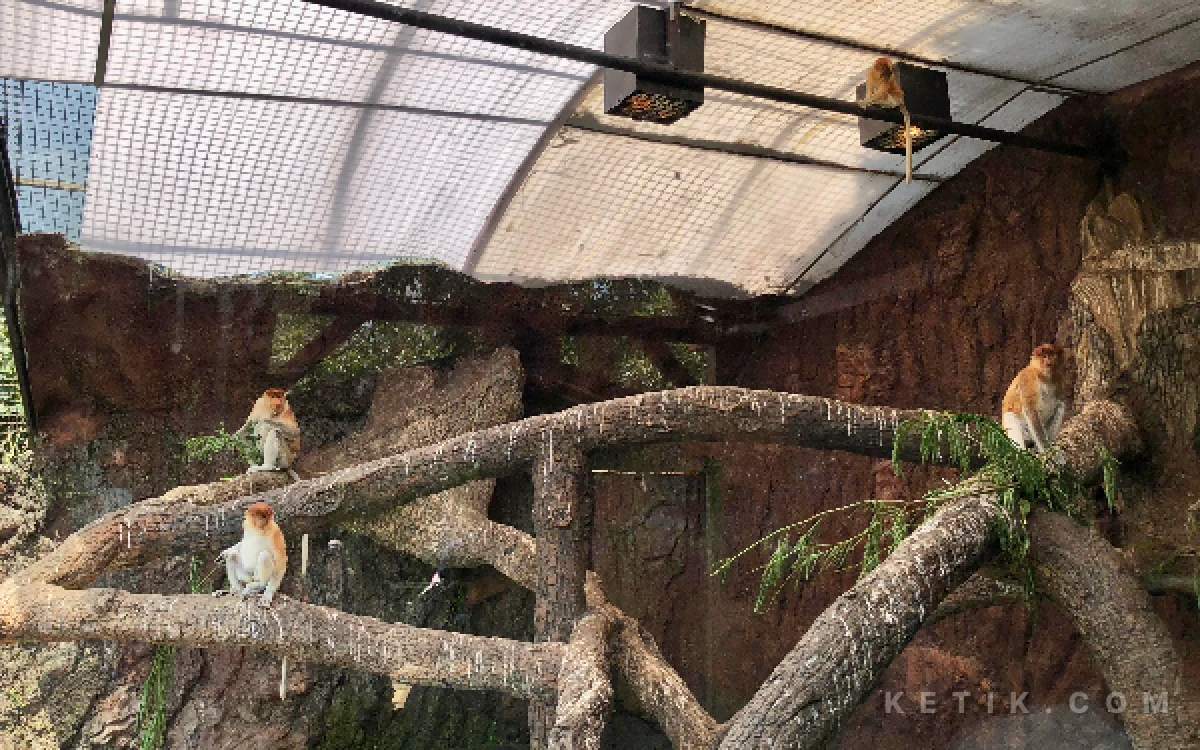 Thumbnail Berita - Batu Secret Zoo Punya Anggota Baru, Bayi Bekantan Lahir Alami