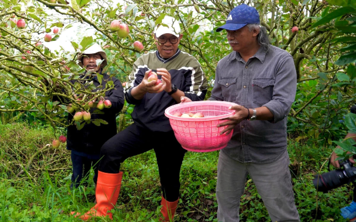 Thumbnail Berita - Lahan Apel di Kota Batu Kian Tergerus, Pemkot Siapkan Langkah Penyelamatan