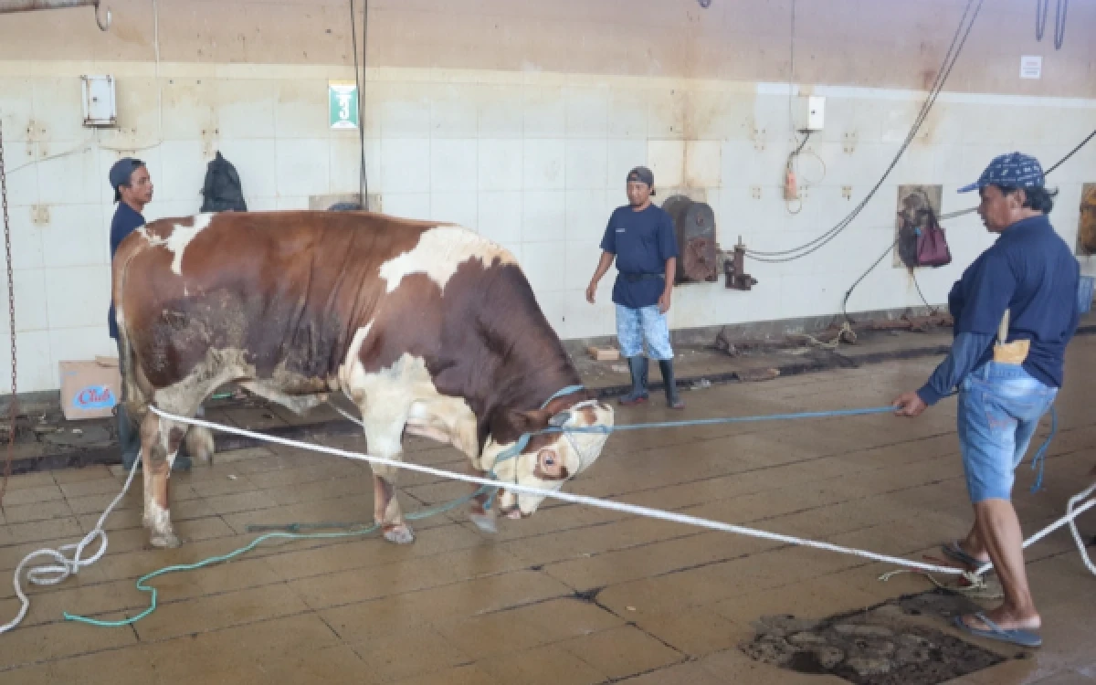 Thumbnail Berita - RPH Surabaya Targetkan 250 Ekor Sapi, Pendaftaran Pemotongan Hewan Kurban Mulai Ramai