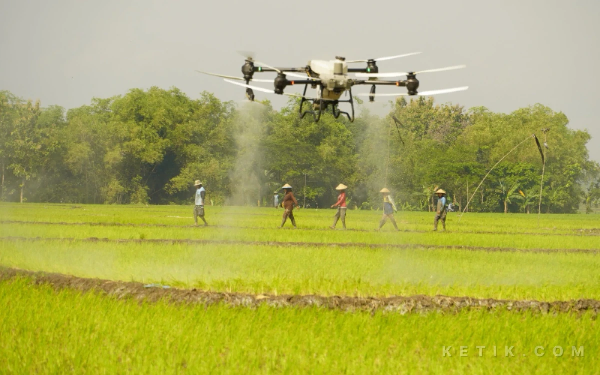 Foto Teknologi canggih uji   pemupukan tanaman padi siap mengunakan teknologi Drone  (foto sukiman ketik.com)