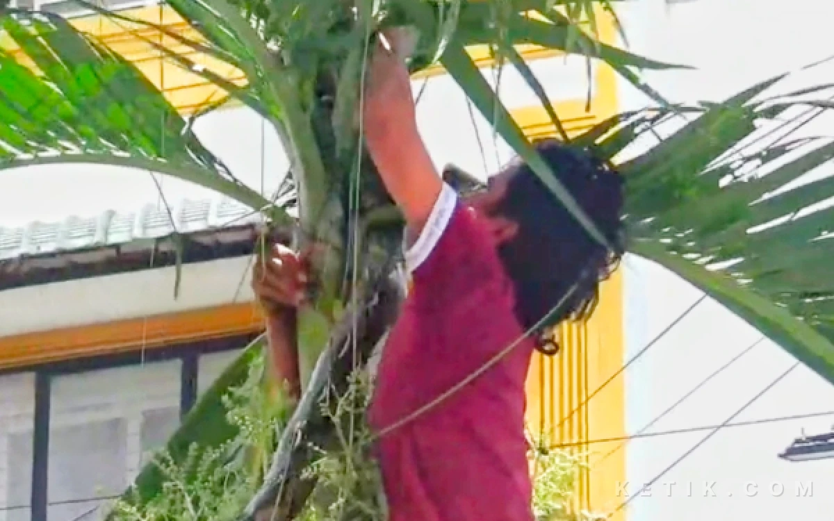 Foto Seorang warga tengah memanjat ketika ingin mengambil ular piton di pelepah pohon pinang taman kota Rantauprapat. (Foto: Joko/Ketik.com)