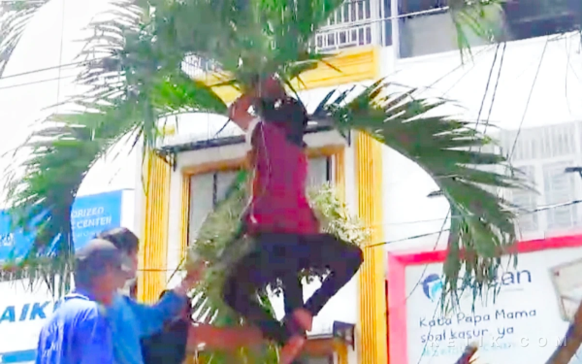 Foto Sejumlah warga saat berupaya mengambil ular piton di pelepah pohon pinang taman kota Rantauprapat. (Foto: Joko/Ketik.com)