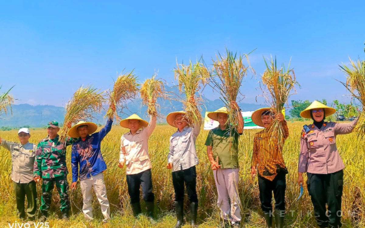 Thumbnail Berita - Akselerasi Swasembada Pangan 2026, Plt. Bupati Tulungagung Pimpin Panen Raya di Desa Kepuh