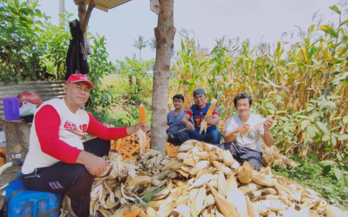Thumbnail Berita - KKMP Cemorokandang dan Polri Panen Jagung Bhayangkara, Dukung Program Ketahanan Pangan
