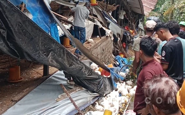 Thumbnail Berita - 5 Pekerja Tertimpa Kandang Ayam Ambruk di Kabupaten Malang, 1 Tewas dan 1 Masih Dicari