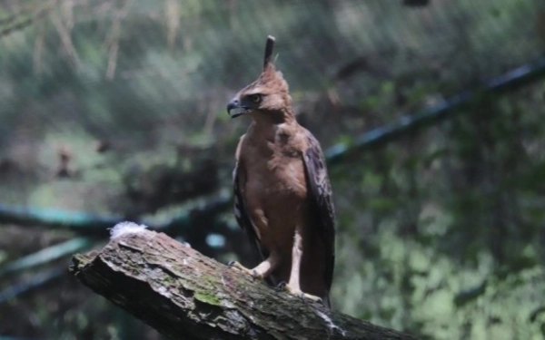 Thumbnail Berita - Elang Jawa Nyaris Punah Akibat Perambahan Hutan, Perburuan Harus Disanksi Tegas