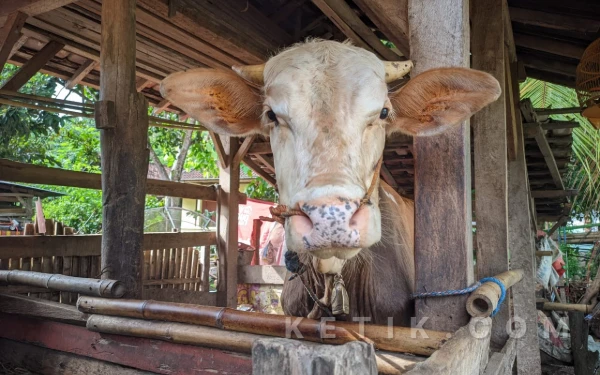 Thumbnail Berita - Sapi di Pacitan Ini Punya Kebiasaan Unik, Pemilik Sampai Rela Bermalam di Depan Kandang