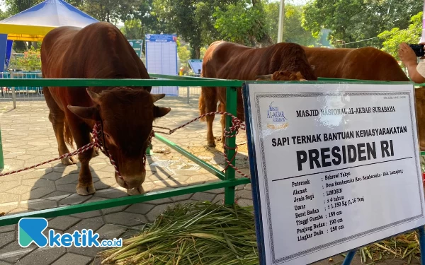 Disambut Karpet Merah, Sapi Kurban Presiden Jokowi  di MAS