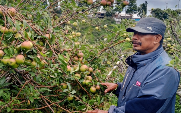 Thumbnail Berita - Bukan Cuma Hijau! Kenali 4 Varietas Apel Batu yang Paling Hits: Mana yang Cocok untuk Dimakan atau Dijadikan Sari?