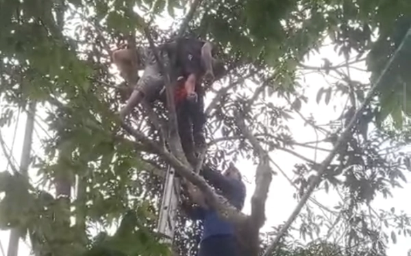 Thumbnail Berita - Pangkas Dahan Mangga, Warga Punung Pacitan Tewas Tersengat Kabel PLN