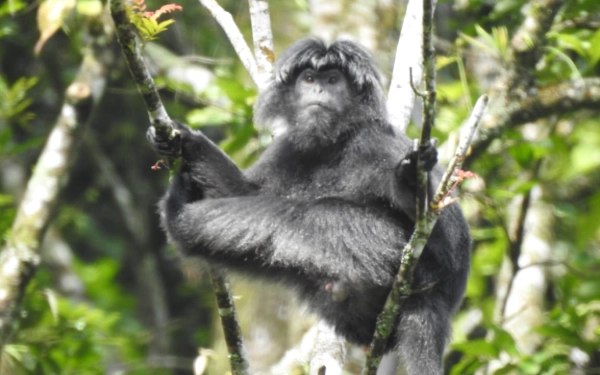 Thumbnail Berita - Tinggal 9 Kelompok, Lutung Jawa di Lereng Arjuno Terancam Punah