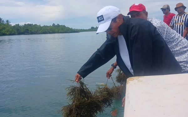 Thumbnail Wakil Bupati Halmahera Selatan Helmi Umar Muchsin melihat langsung budi daya rumput laut yang di kembangkan 40 Kepala Keluarga (KK) Desa Posi-Posi yang dianggarkan oleh Pemerintah Desa melalui Dana Desa. Tinjauan ini sebagai bentuk dukungan Helmi Umar Muchsin dalam pengembangan pertanian laut di pulau Kayoa sekaligus menjadi alasan dasar perencanaan titik fokus Agromaritim di tahun 2026 Sabtu, 12 Juli 2025 (Foto: Mursal/Ketik.com)