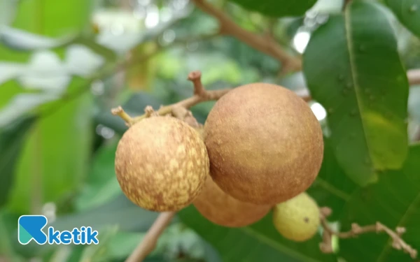 Thumbnail Berita - Ragam Manfaat Buah Kelengkeng untuk Kesehatan, Bisa Turunkan Risiko Penyakit Jantung