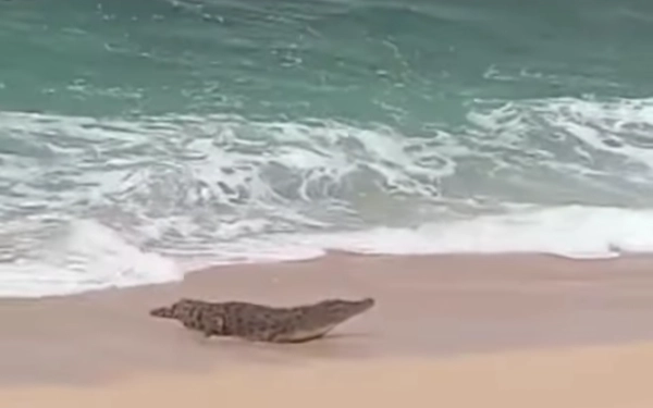 Thumbnail Berita - Geger! Buaya Besar Muncul di Pantai Ngliyep Malang, Wisatawan Diminta Jauhi Pantai