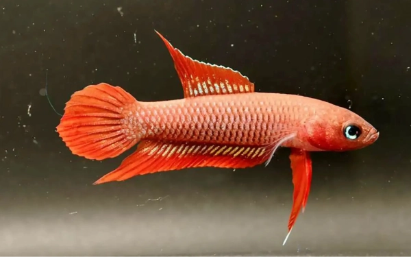 Thumbnail Berita - Kisah Ikan Betta Burdigala, Cupang Alami Endemik Bangka Belitung yang Terancam Punah