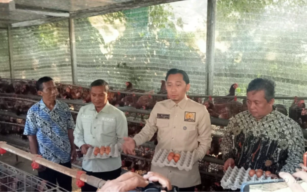 Thumbnail Berita - Harga Telur Anjlok saat Pakan Naik, Peternak Ayam Petelur di Pacitan Kelimpungan