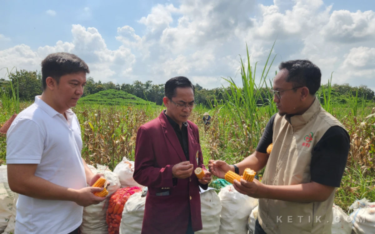 Foto Dekan Pertanian UKRI M Arief A Bisma dan Dirut Winmar Eko Widiastopo saat mengecek hasil panen jagung di kawasan Green Farm Banyuwangi (Foto: Naufal/Ketik.com)