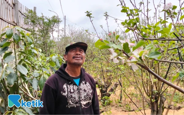 Thumbnail Utomo: Sang Penjaga Apel Tak Sampai Punah di Kota Batu