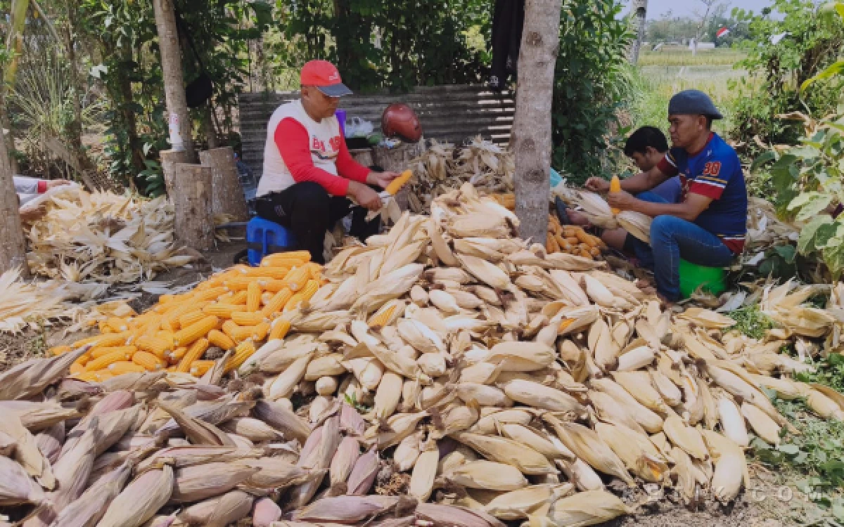 Foto Jagung Bhayangkara disebut memiliki sejumlah keunggulan, termasuk mampu hidup di kondisi ekstrem. (Foto: Dendy/Ketik.com)