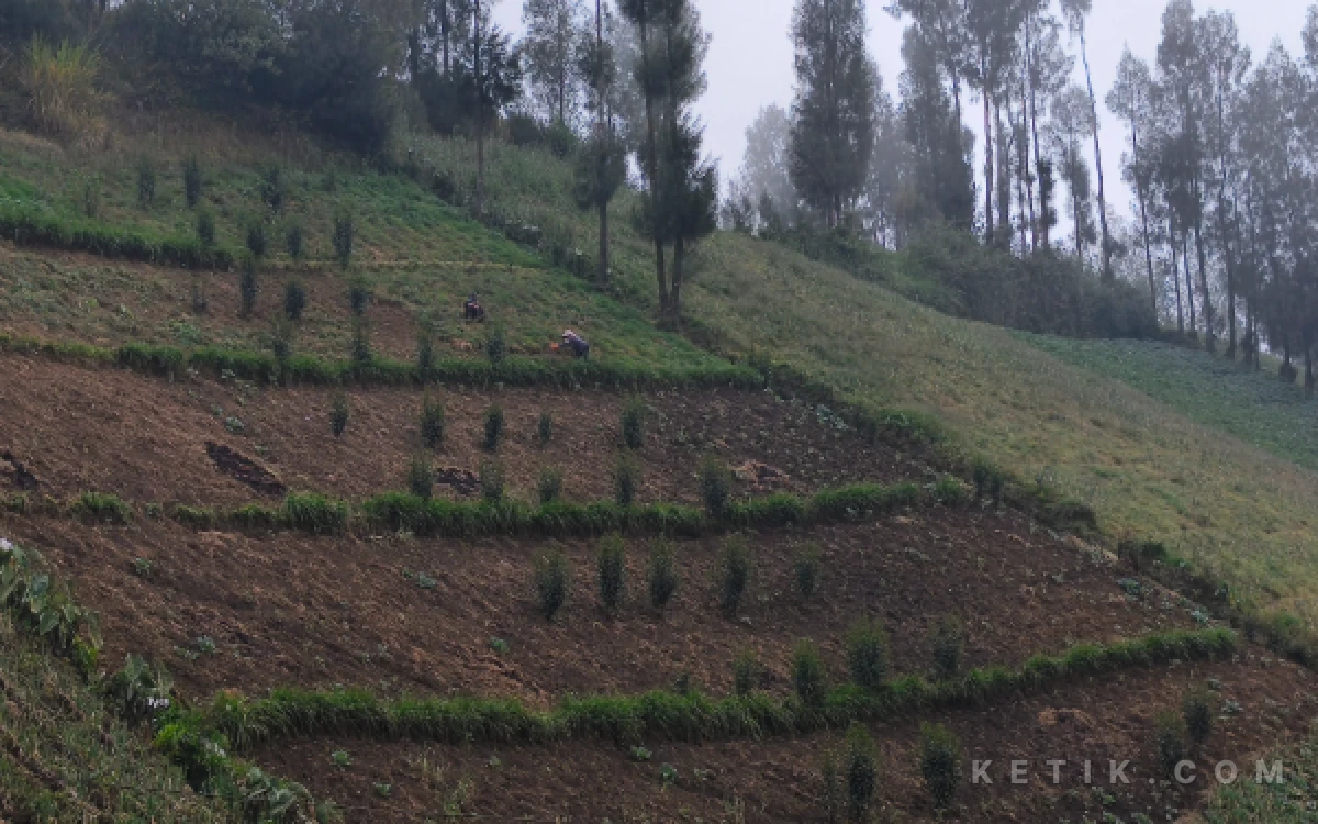 Foto Ladang warga yang berada di lahan miring disebut sebagai salah satu penyebab sedimentasi di Ranu Pani. (Foto: Dendy/Ketik.com)