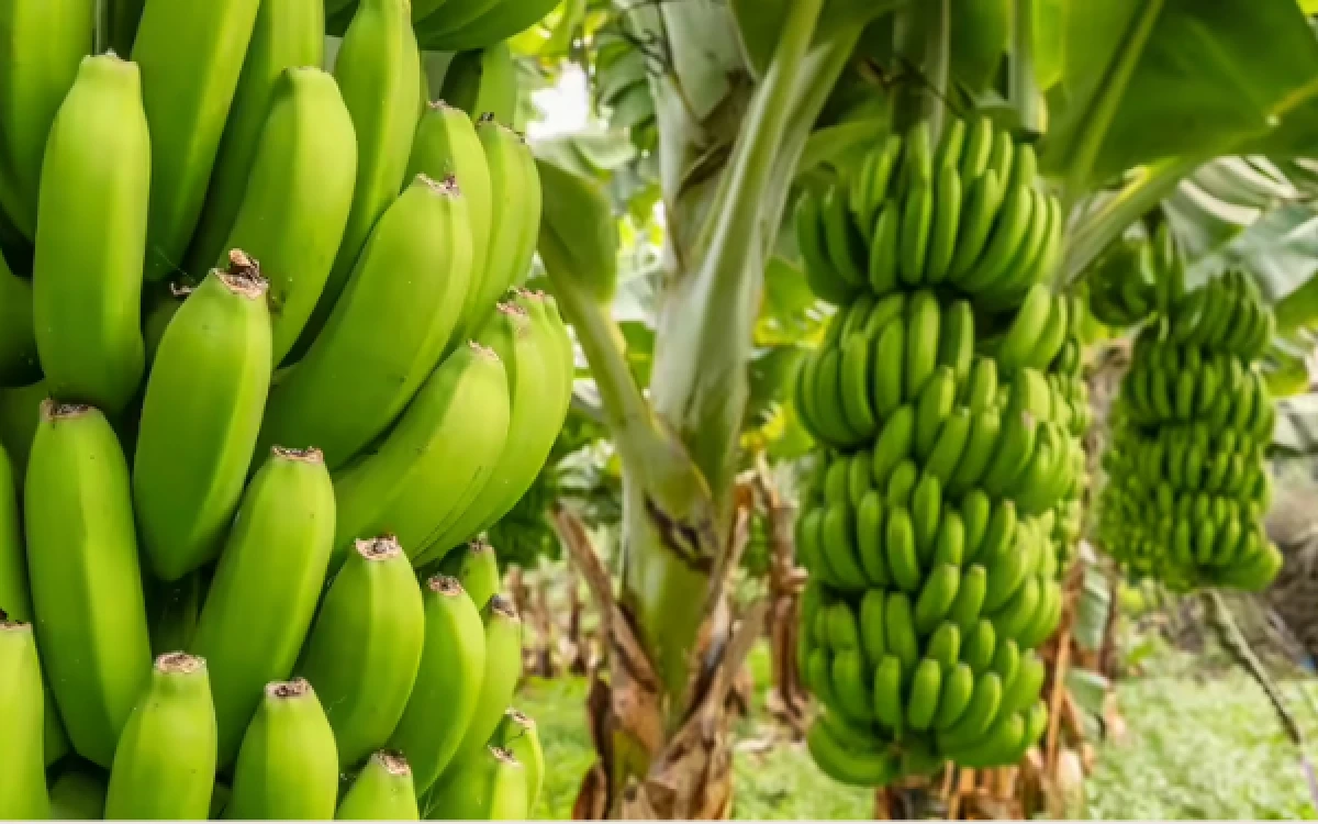 Thumbnail Berita - Bukan Lumajang, Kabupaten Ini Jadi Penghasil Pisang Terbesar di Jawa Timur! Capai 1,8 Juta Ton