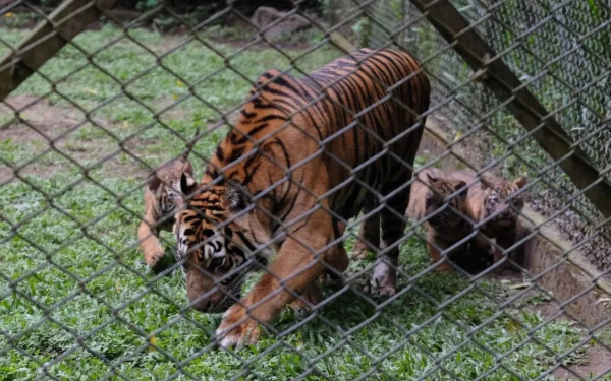 Thumbnail Berita - Kelahiran 4 Anak Harimau Sumtra Jadi Momen Langka di Taman Safari