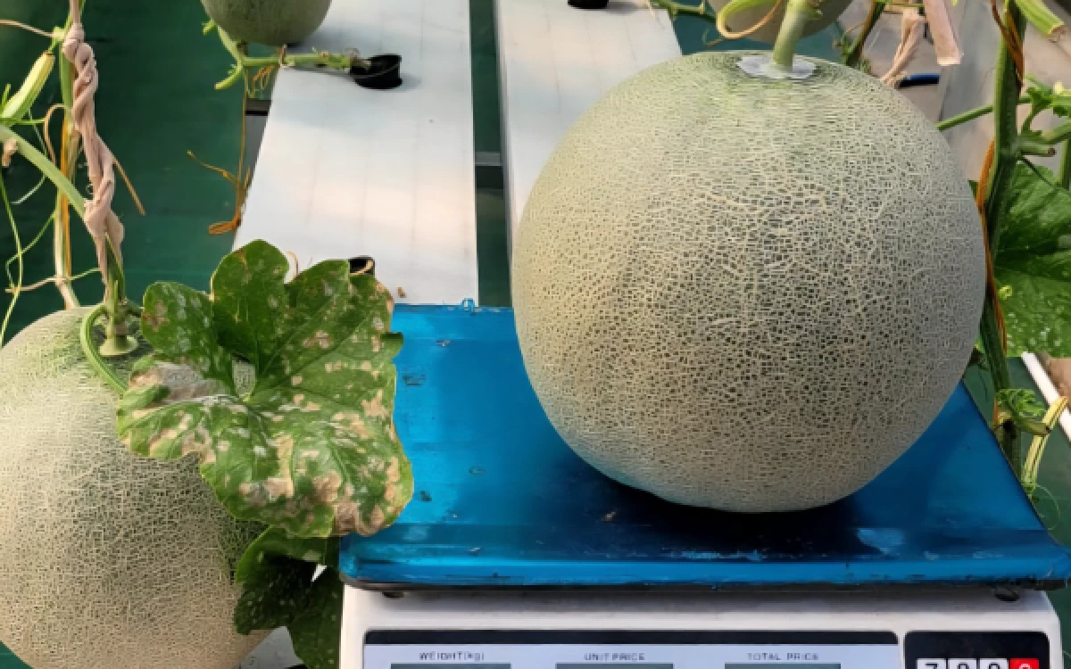 Foto Buah melon seberat 3,8 kilogram hasil ditanam di Green House MAS. (Foto: Masjid Al Akbar Surabaya)