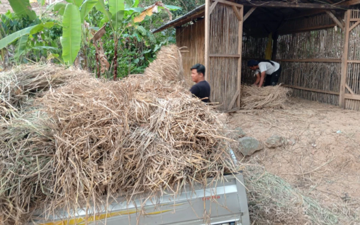 Thumbnail Berita - Kekeringan di Pacitan Paksa Peternak Rogoh Kocek Berburu Jerami Rp10 Ribu per Ikat