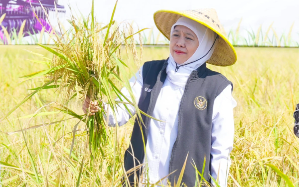 Thumbnail Berita - Gubernur Khofifah Pimpin Gerakan Panen dan Percepatan Tanam di Madiun, Produksi Padi Jatim Diproyeksi Naik 5 Persen dan Perkuat Peluang Ekspor Beras