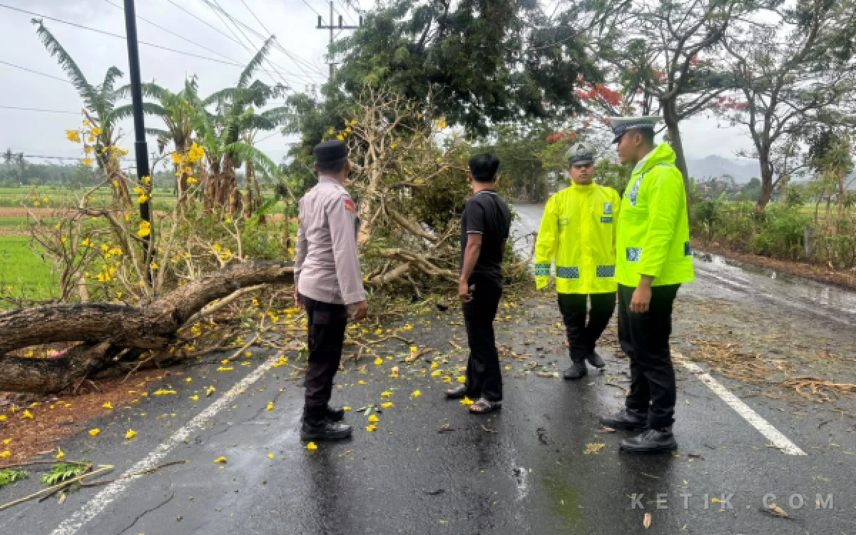 Thumbnail Berita - Apes! Melintas di JLS Pacitan, Pengendara Honda Beat Tertimpa Pohon, Motor Rusak