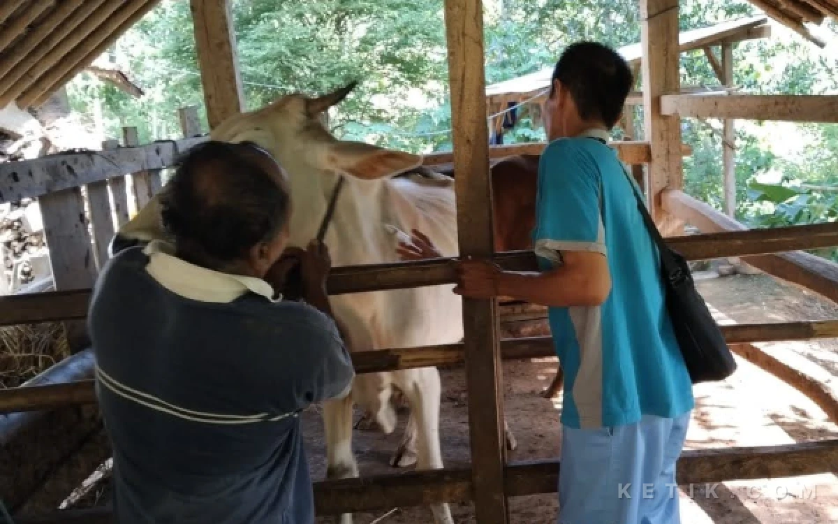 Thumbnail Berita - Bediding atau Penyakit? Penyebab Kematian Enam Ternak di Pringkuku Pacitan Masih Diselidiki