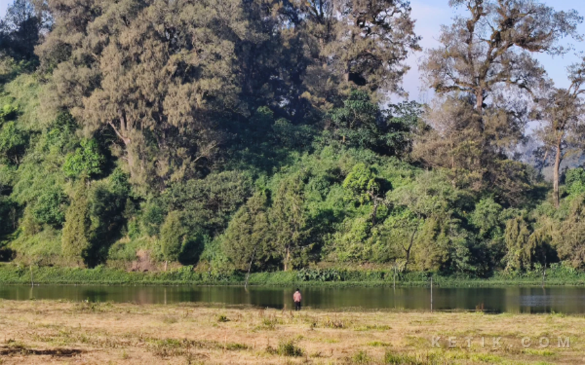 Foto Rerumputan di tepi Ranu Pani yang mati usai munculnya embun es pada tengah pekan lalu. (Foto: Dendy/Ketik.com)