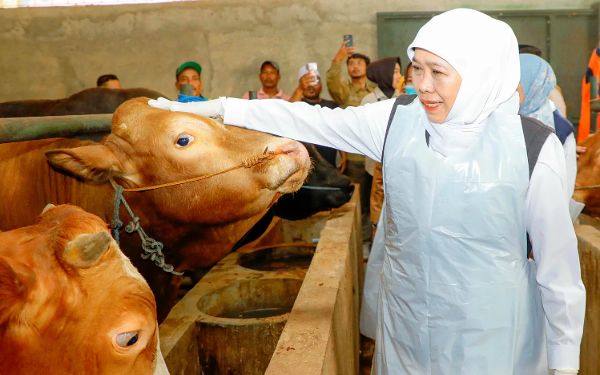 Thumbnail Berita - Gubernur Khofifah Tinjau Sentra Ternak Sapi di Bojonegoro Jelang Iduladha 1447 H, Pastikan Pengawasan Dokter Hewan dan Kelancaran Distribusi ke Daerah