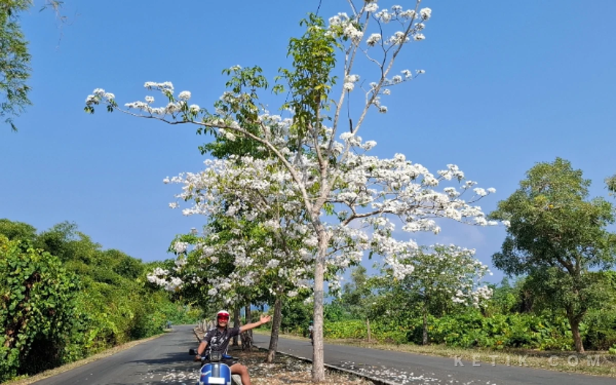 Thumbnail Berita - Sakura ala Bacan Mulai Mekar, Hadirkan Pemandangan Kontras di Tengah Kemarau