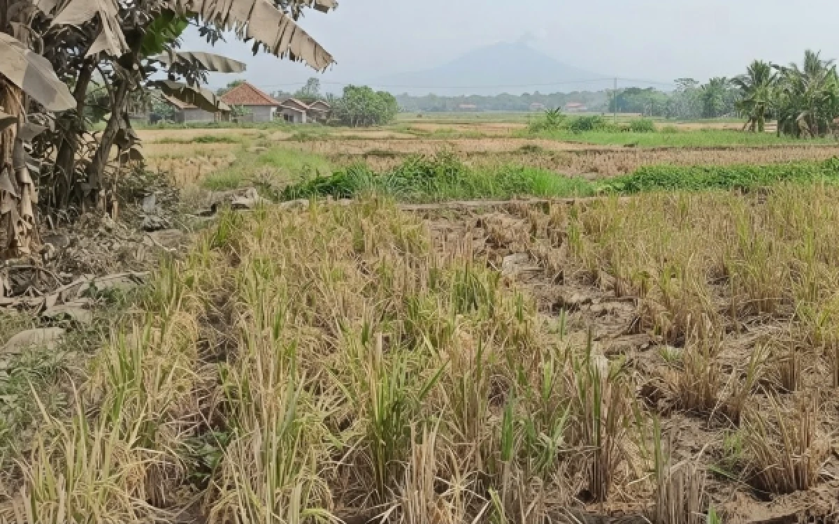 Thumbnail Berita - Distan Lebak: Belum Ada Laporan Lahan Pertanian Terdampak Abu Gunung Anak Krakatau