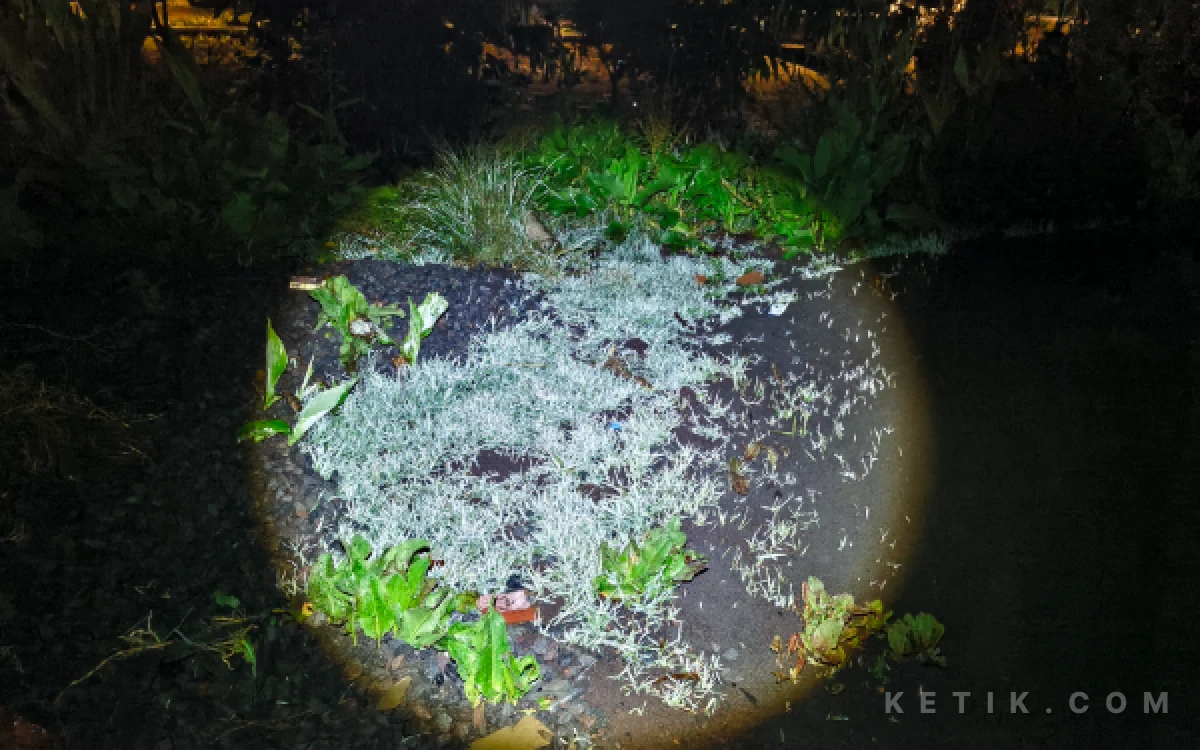 Foto Embun es yang menempel di rumput, di Kawasan Ranu Pani, beberapa waktu lalu. (Foto: Dendy/Ketik.com)