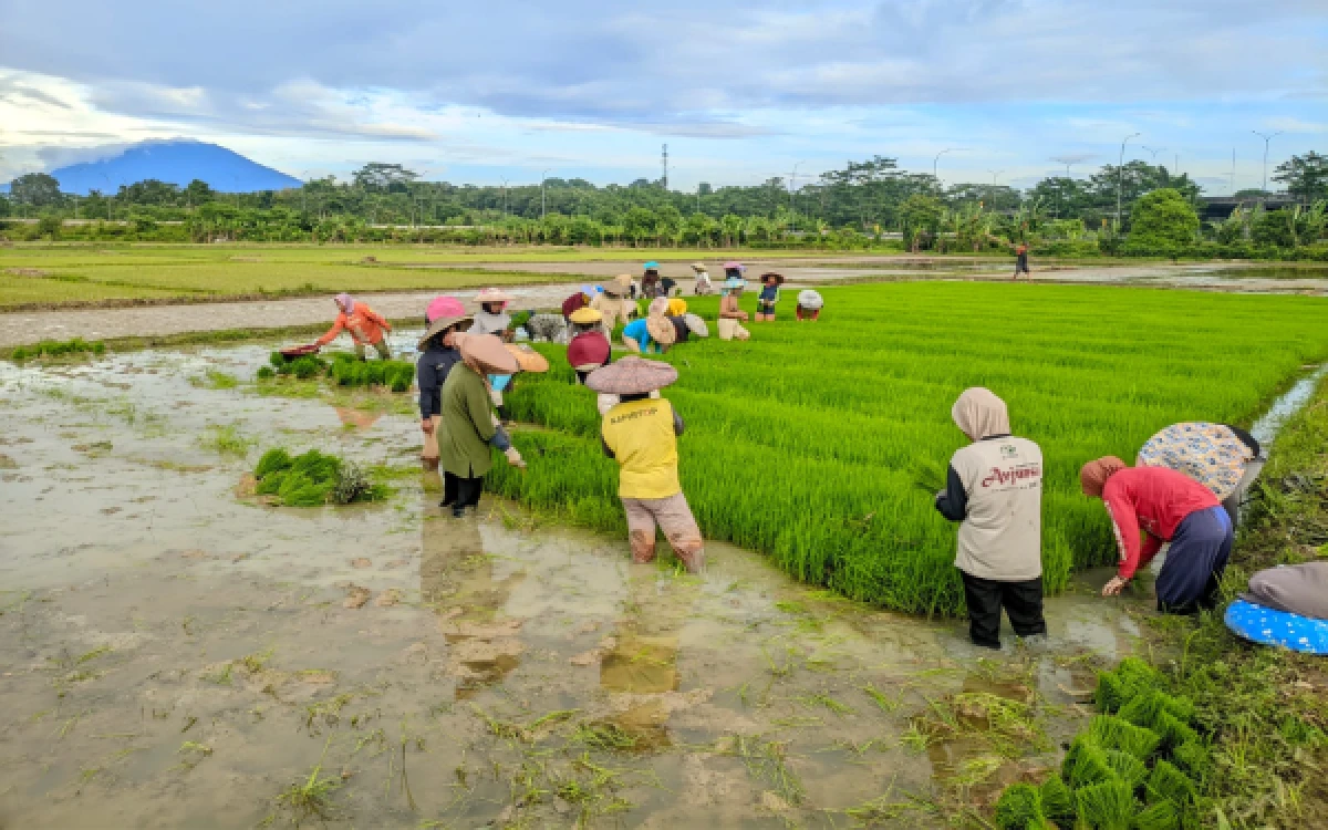 Foto Saat melakukan penanaman padi di Bojongleles, Kecamatan Cibadak, kabupaten Lebak, Banten. (Foto: Bidang Produksi for ketik.com)