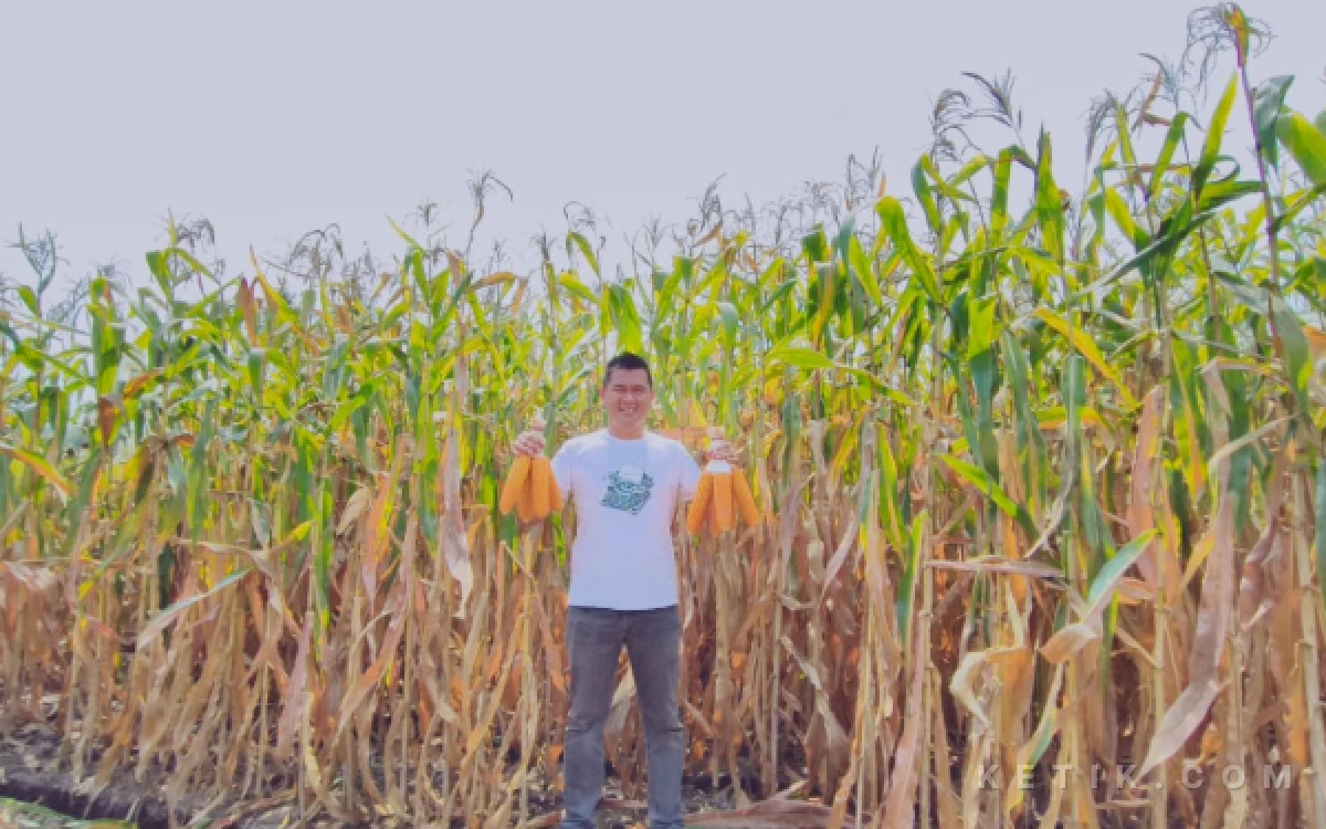 Foto Ketua KKMP Cemorokandang, Kiagung Firdaus, dalam acara panen perdana Jagung Bhayangkara hasil kerja sama Koperasi Merah Putih dan Polri, Minggu, 18 Oktober 2026. (Foto: Dendy/Ketik.com)