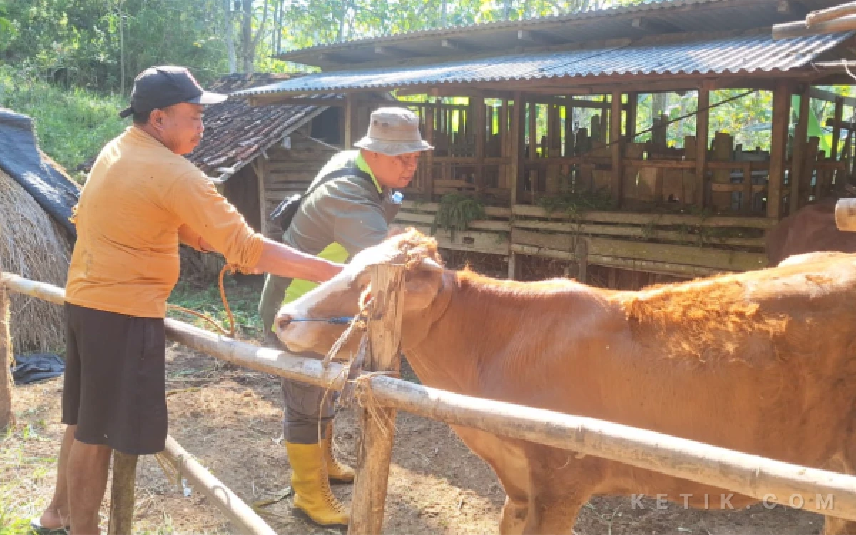 Thumbnail Berita - Duh! Dari 8 Ternak Mati, Satu Sapi Antraks Sempat Dijual Daging, Ini Kata DKPP Pacitan